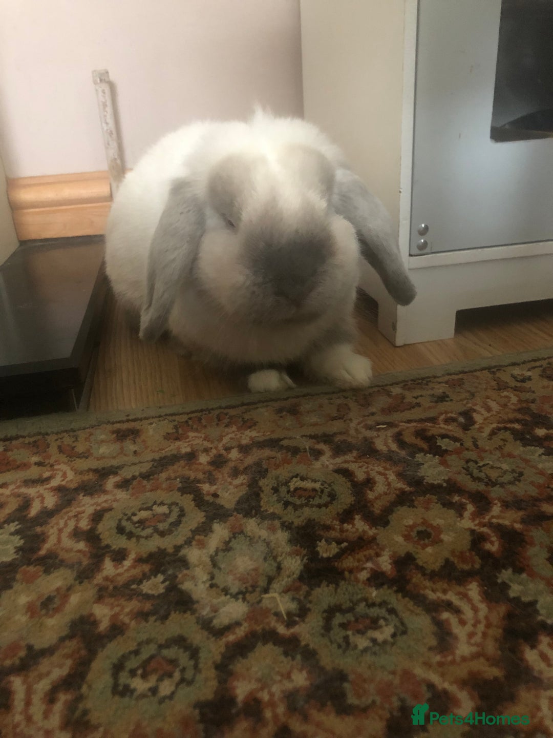 Mini Lop rabbits for sale: Male bunny mini loop  - Image 3