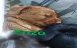 Sprocker dogs for sale: Exceptional working-line puppies for loving homes! - Image 10