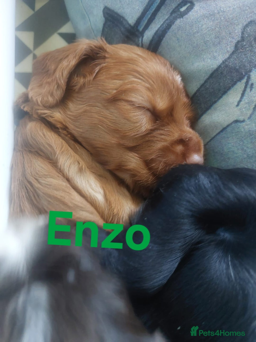 Sprocker dogs for sale: Exceptional working-line puppies for loving homes! - Image 10