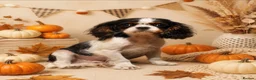 Cavalier King Charles Spaniel dogs for sale: Beautiful litter of cavalier pups ready now 💕 - Advert 5