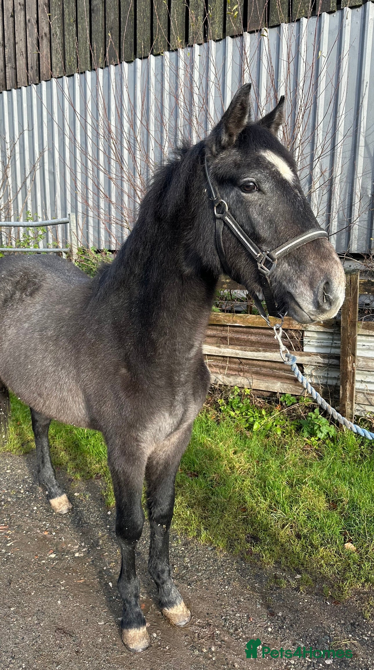 Connemara horses Llyhelyg Wizard  - Advert 11