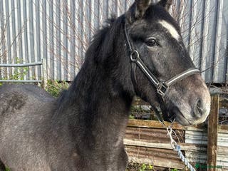 Connemara horses Llyhelyg Wizard - Advert 3