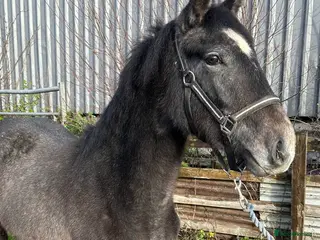 Connemara horses Llyhelyg Wizard - Advert 4