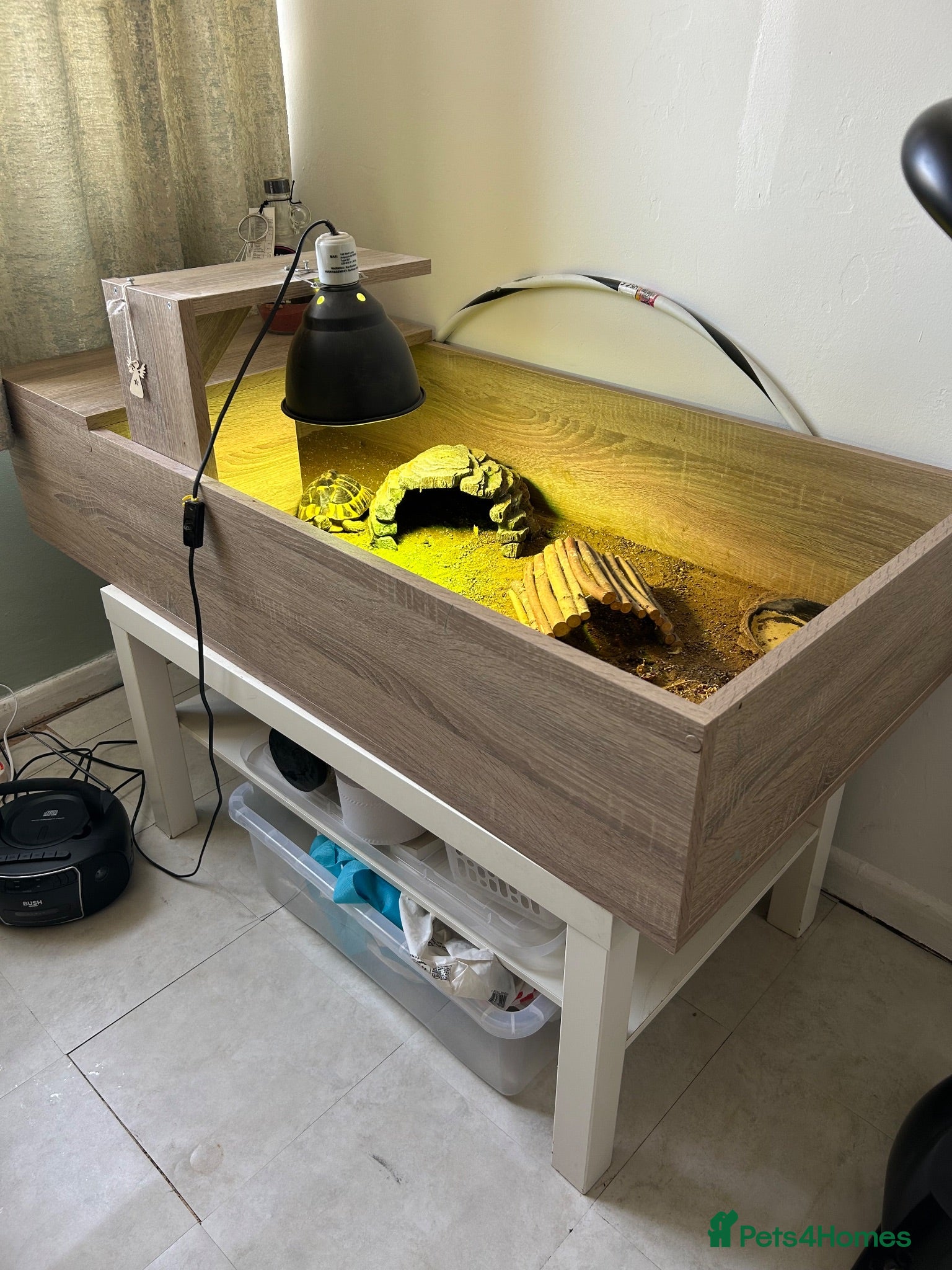 Hermann Tortoise reptiles Herman tortoise and enclosure  - Advert 1