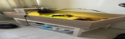 Hermann Tortoise reptiles for sale: Herman tortoise and enclosure  in Bridgwater - Advert 1
