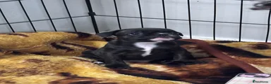French Bulldog 3
