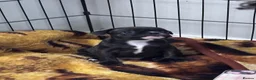 French Bulldog dogs for sale: Beautiful French bulldog puppies-surprise litter - Advert 7