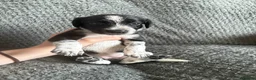 Mixed Breed dogs for sale: 🐾🐶10 stunning Cocker collies🐶🐾 in Morpeth - Advert 32