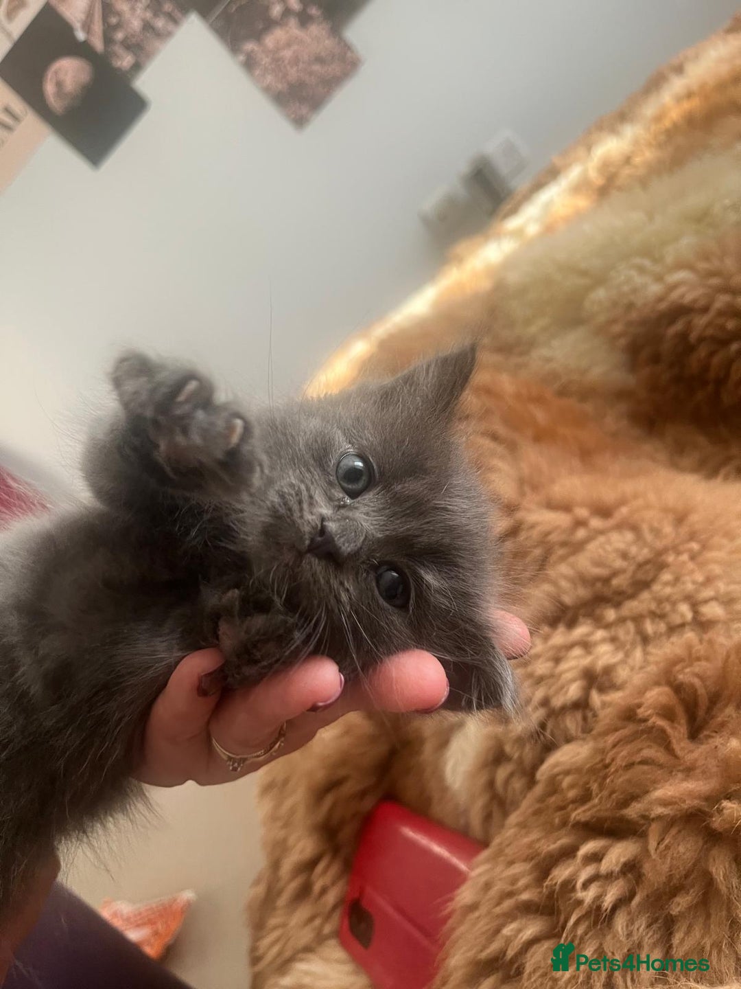 Mixed Breed cats for sale: Adorable mixed x russian blue x ragdoll - Advert 15
