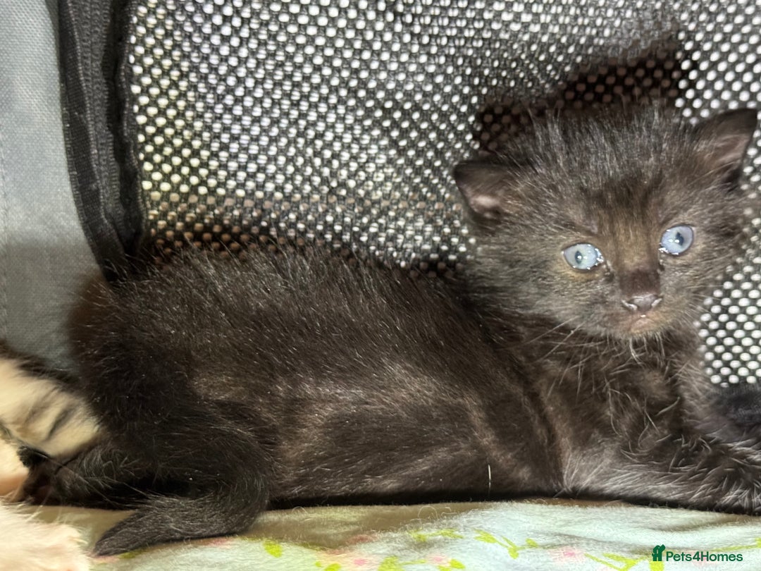 Ragdoll cats for sale: ✨ Exquisite Ragdoll-Bengal Baby Kittens ✨ - Advert 16