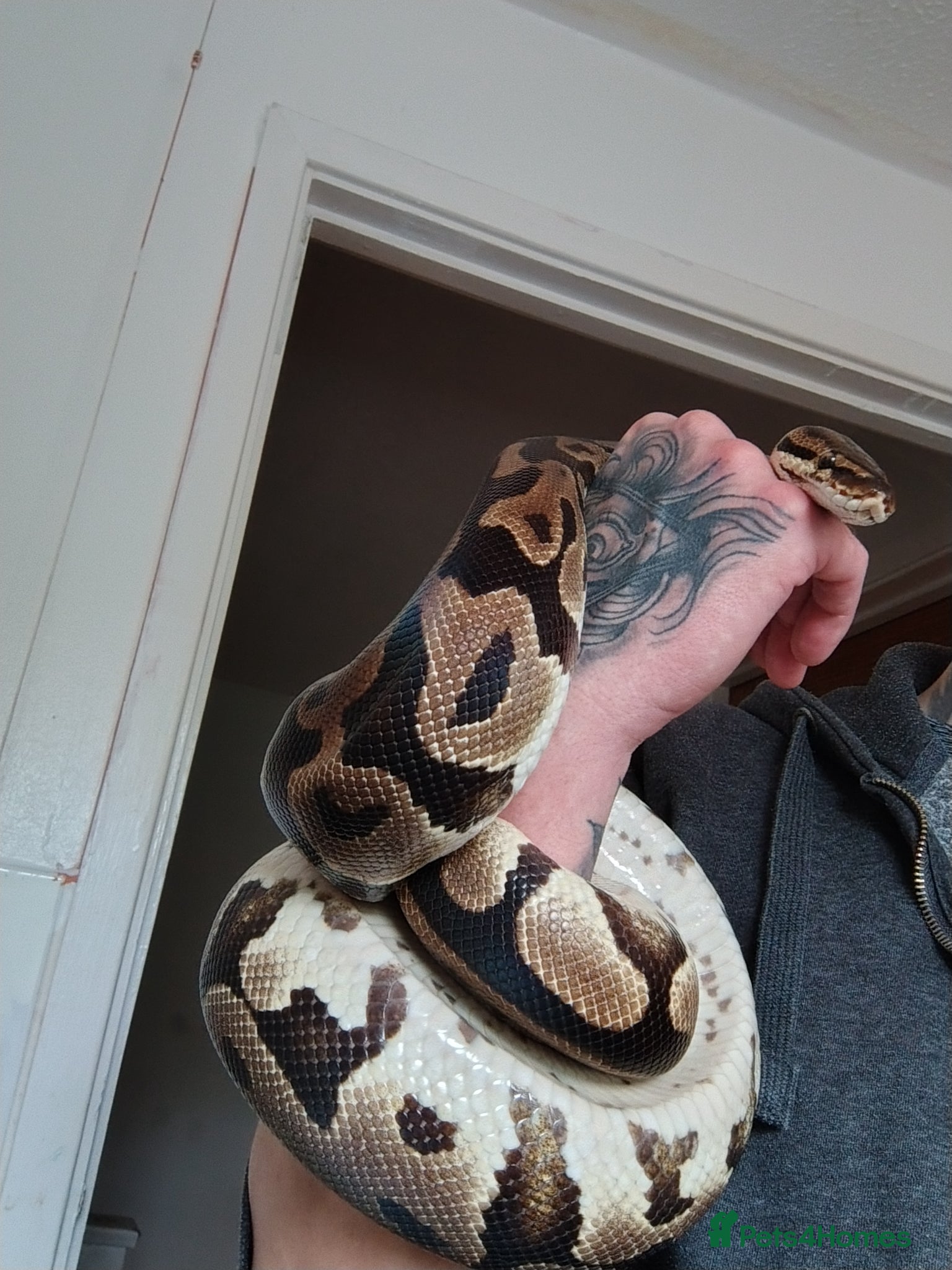 Python Snake reptiles Sugar leopard het clown ball python  - Advert 1