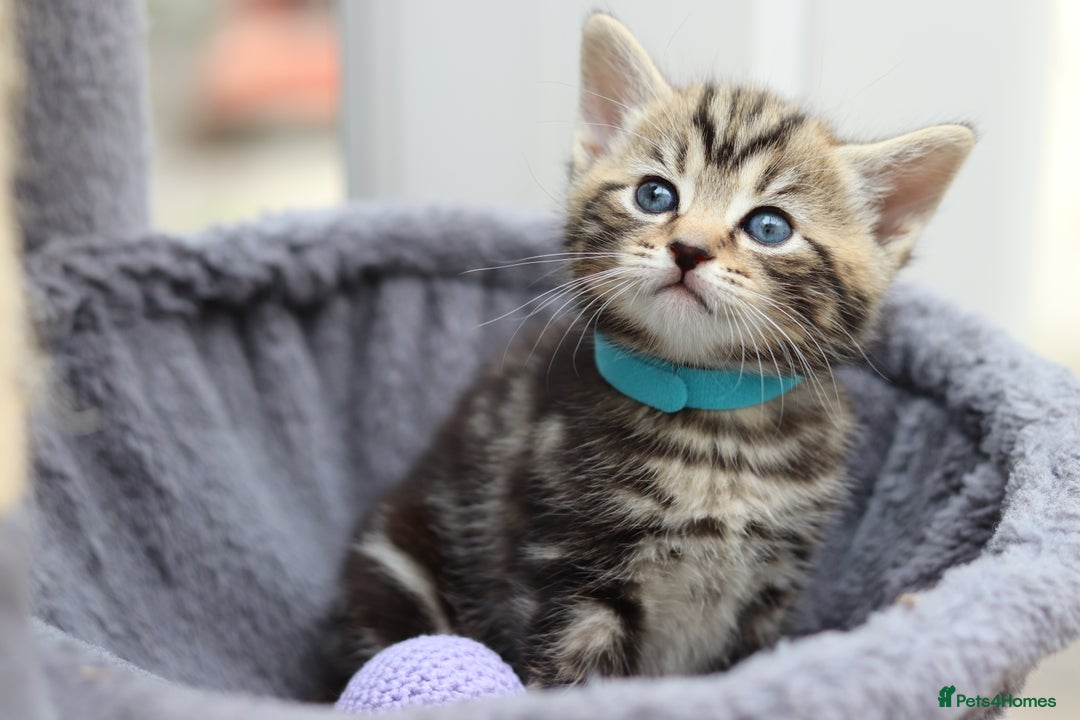 Mixed Breed cats for sale: Adorable Kittens Ready SOON - Image 12