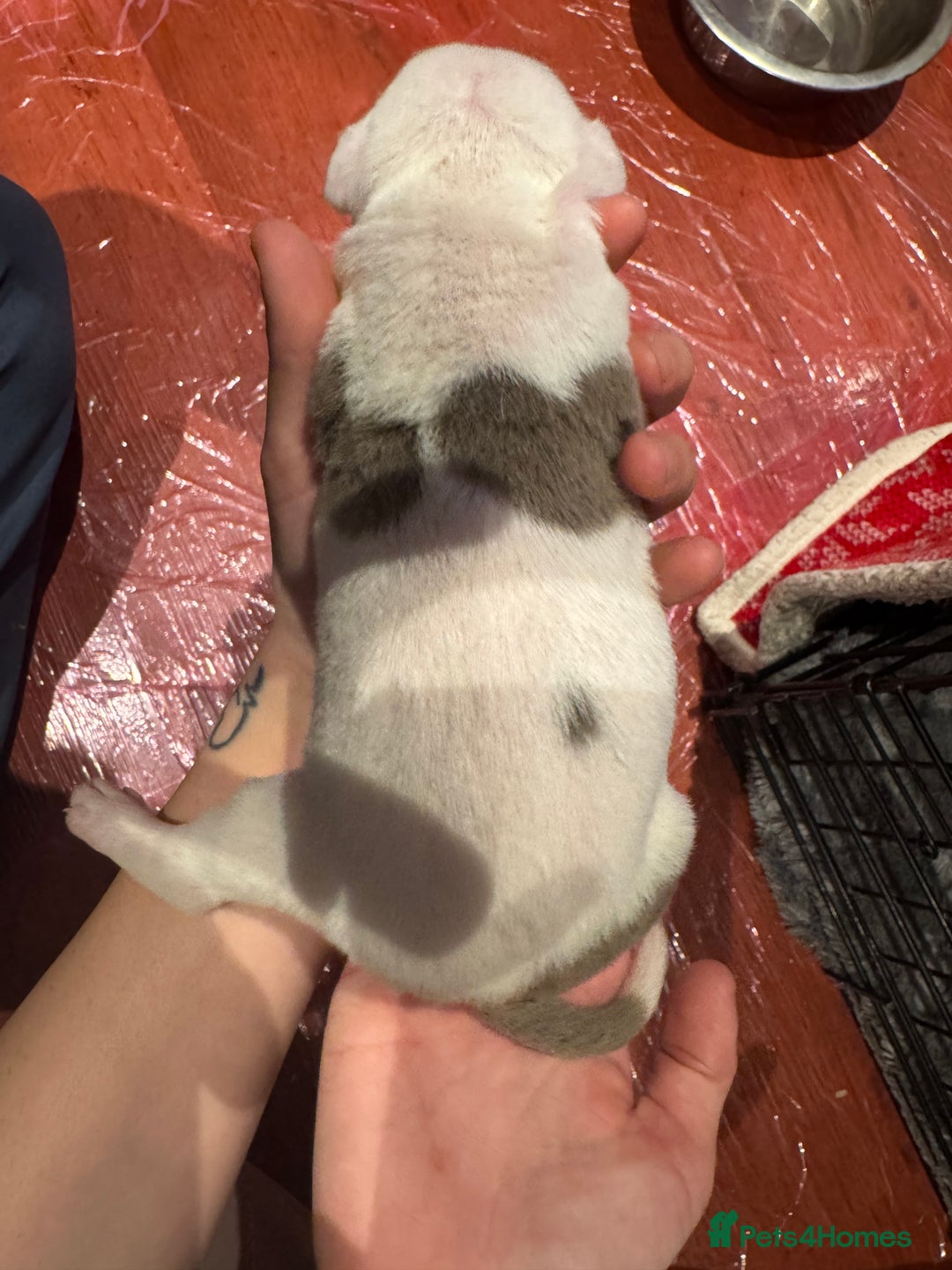Mixed Breed dogs for sale: Staffy x shar pei female pups 3 - Image 14