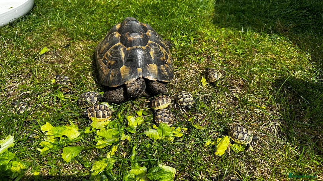 Tortoise reptiles for sale: Birtha is a Spur thigh Fertile female .  - Image 4