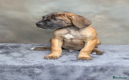 Cane Corso dogs for sale: Ready to leave  - Image 4