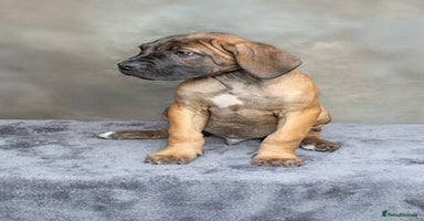 Cane Corso dogs - Advert 10