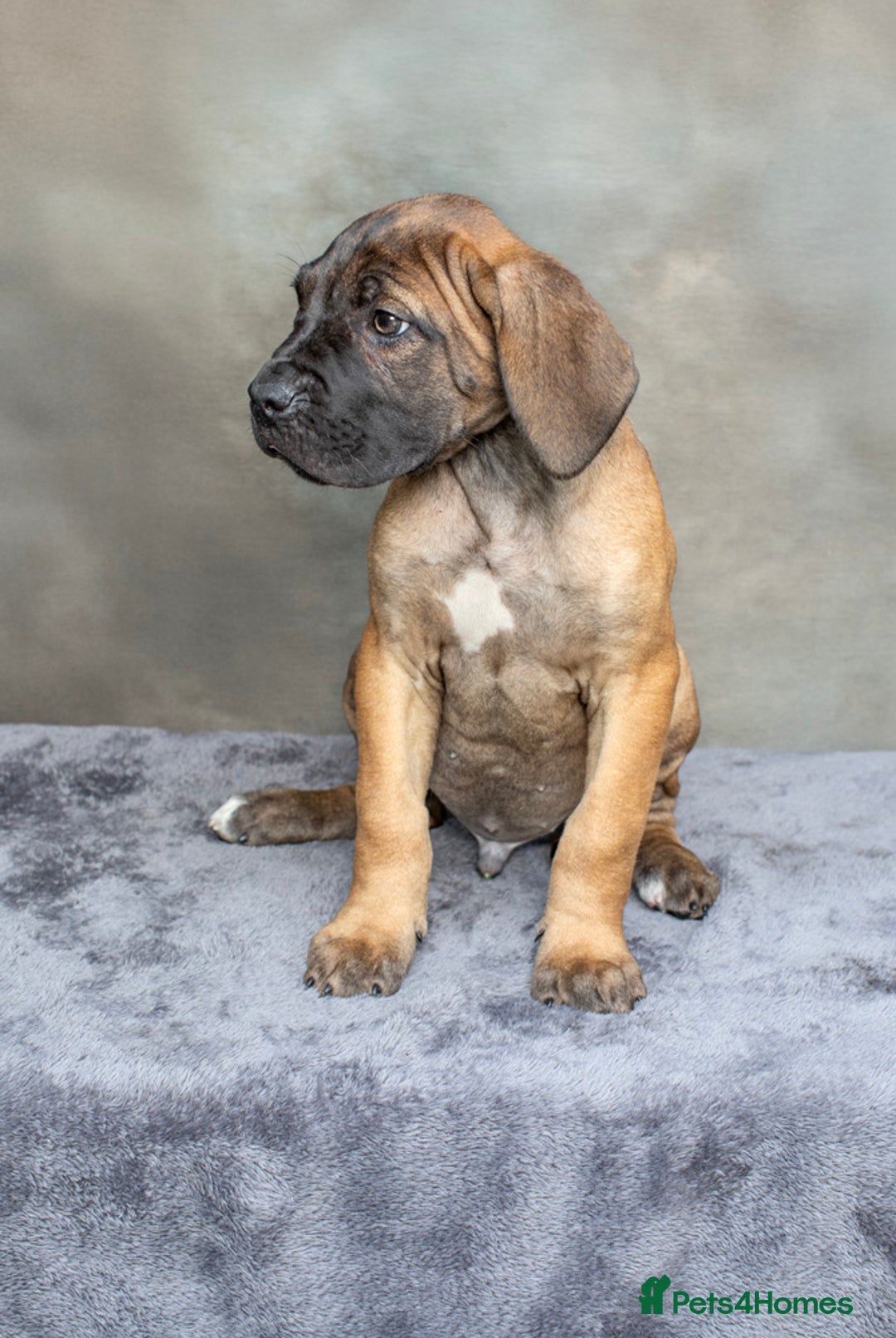 Cane Corso dogs for sale: Ready to leave  - Image 4