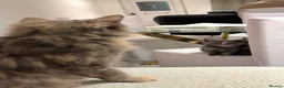 Mixed Breed cats for sale: READY NOW Turkish Angora mixed breed kittens - Advert 6
