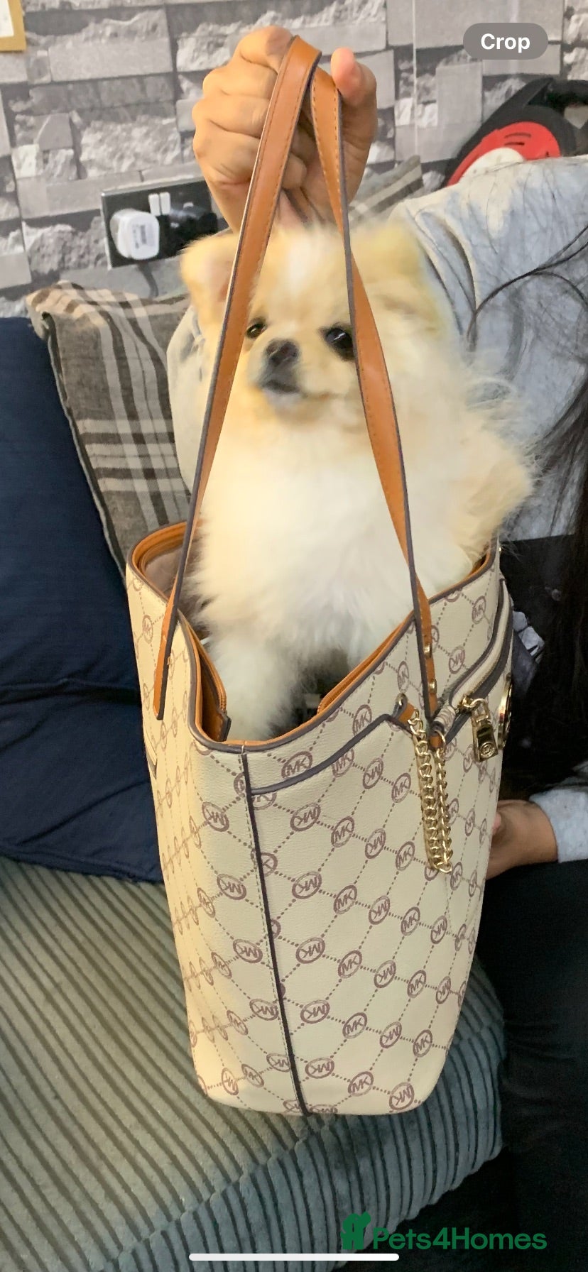 Pomeranian dogs  **  Pomeranian  - Advert 2