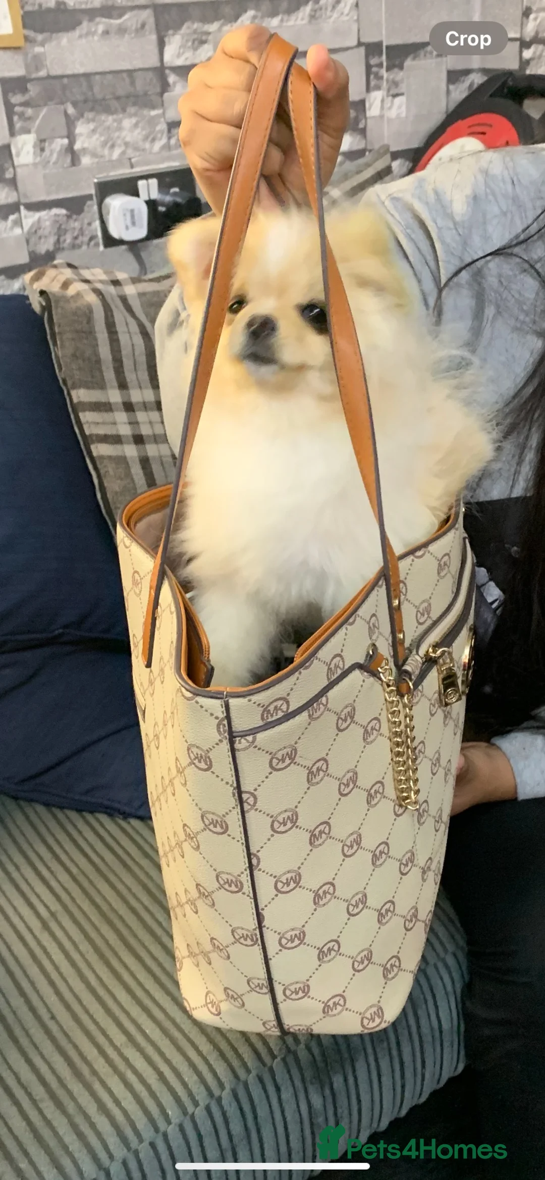 Pomeranian dogs for sale:  **  Pomeranian  in Northampton - Advert 1