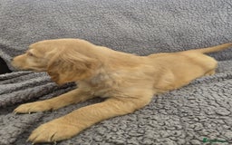 Golden Retriever dogs for sale: Kc Golden Retriever puppies for sale  - Image 29