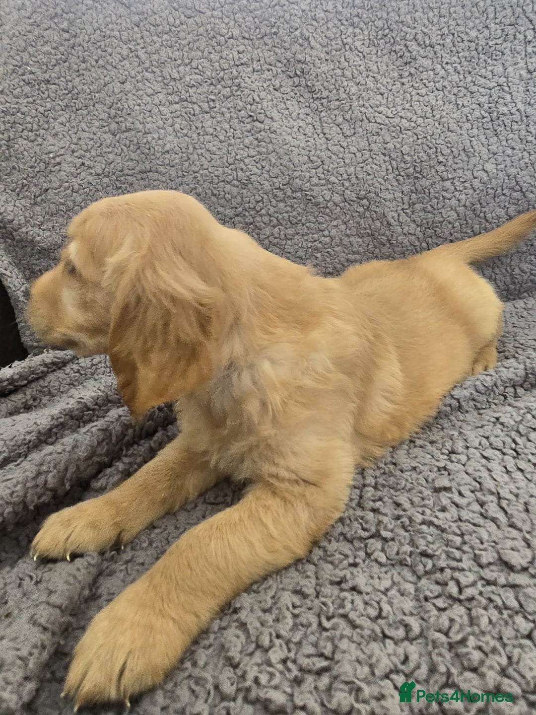 Golden Retriever dogs for sale: Kc Golden Retriever puppies for sale  - Image 29