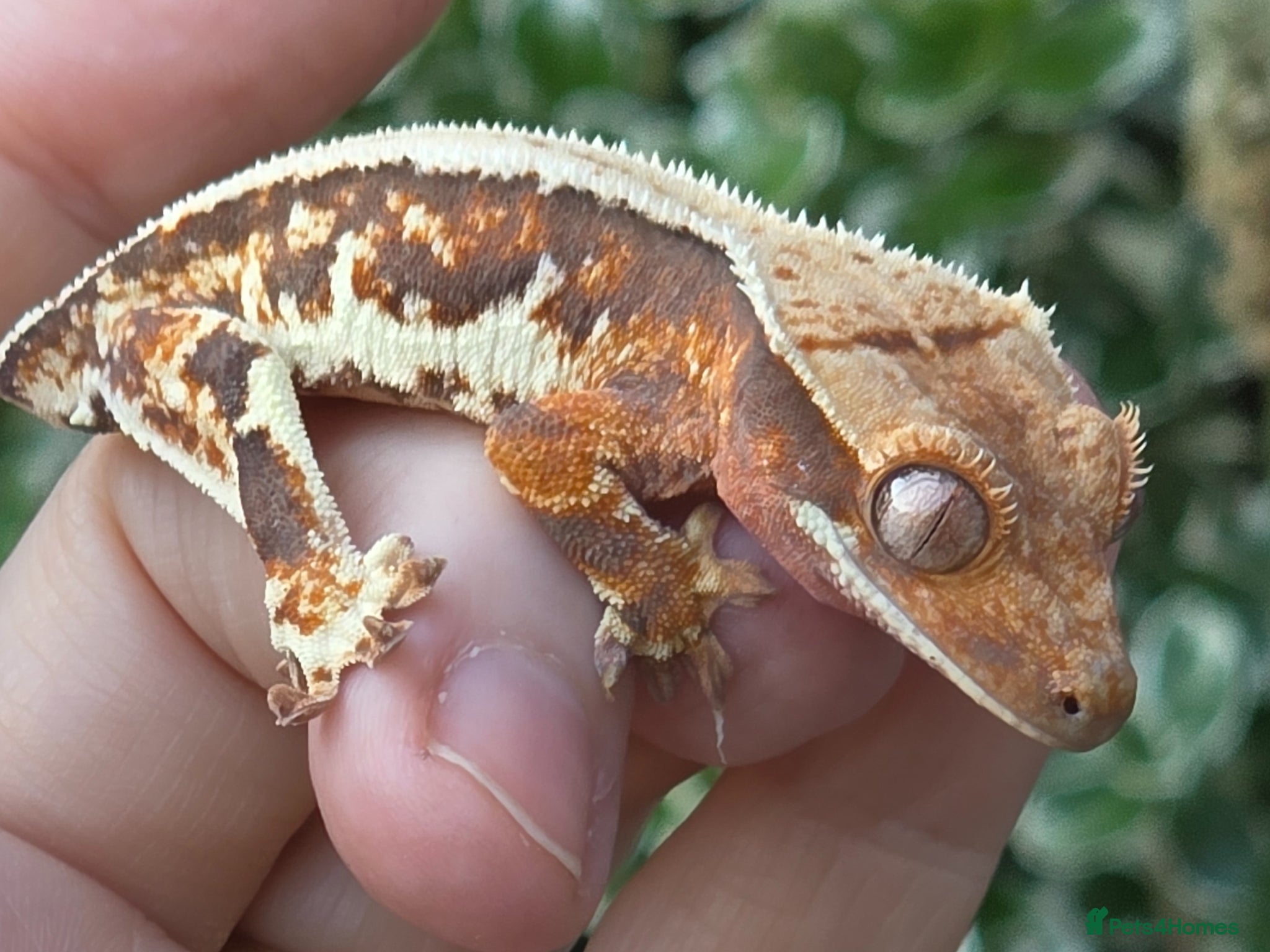 Gecko reptiles Crested geckos  - Advert 2