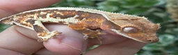 Gecko reptiles for sale: Crested geckos  - Advert 1