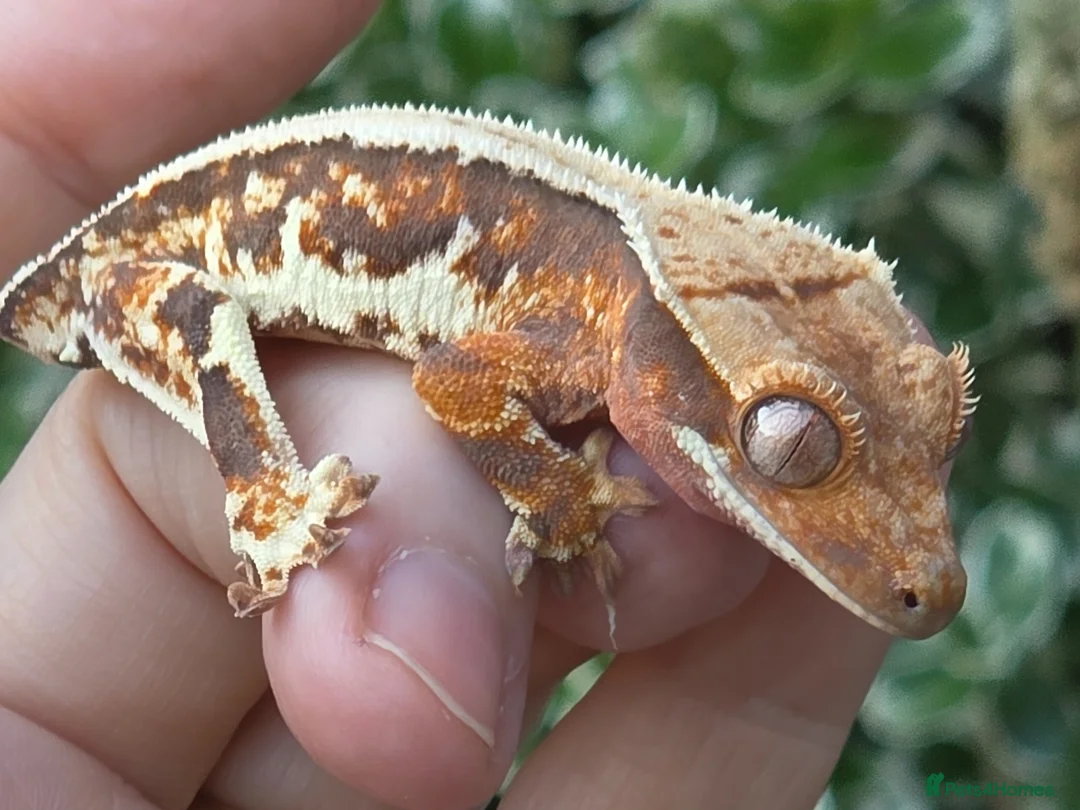 Gecko reptiles for sale: Crested geckos  - Advert 1