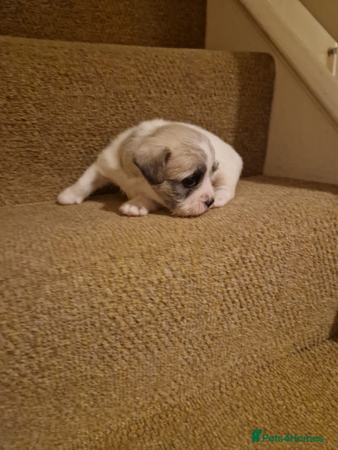 French Bulldog dogs for sale: Franch Bulldog  - Advert 5