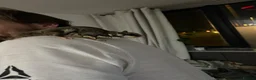 Sugar Glider rodents for sale: 2 female sugar gliders  in Chester - Advert 9