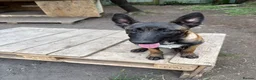 Belgian Shepherd Dog dogs for sale: Belgian malnois sheperad - Advert 9