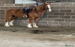 Other Breed horses for sale: Stunning Welsh X chunky gelding  - Image 1
