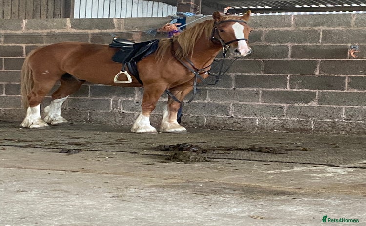 Other Breed horses - Advert 12
