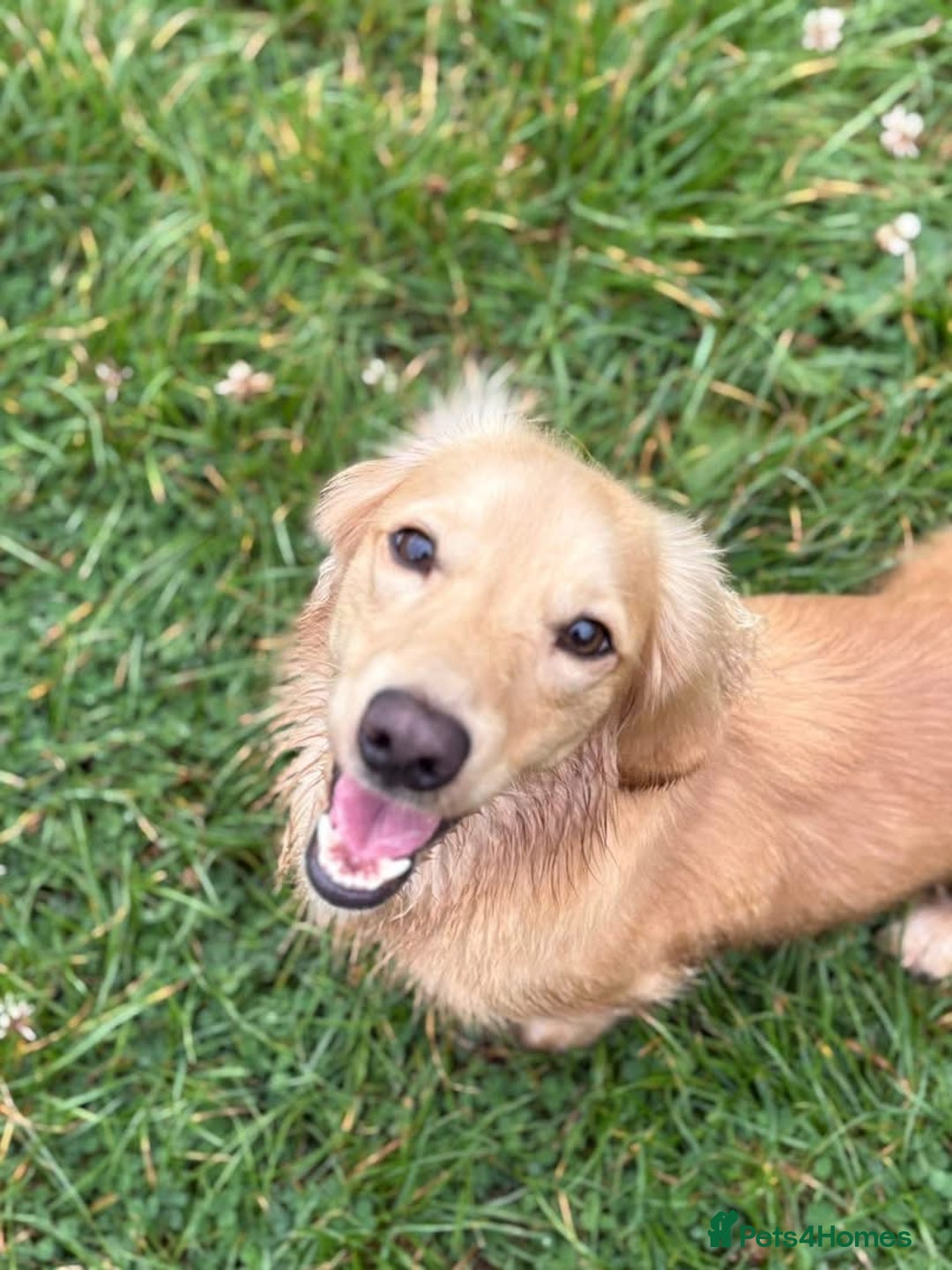 Dachshund dogs for stud: Cream longhair mini dachshund kc reg stud  - Advert 5