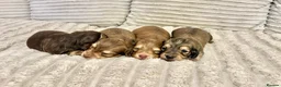 Miniature Dachshund dogs for sale: Long Haired Miniature Dachshund - Advert 3