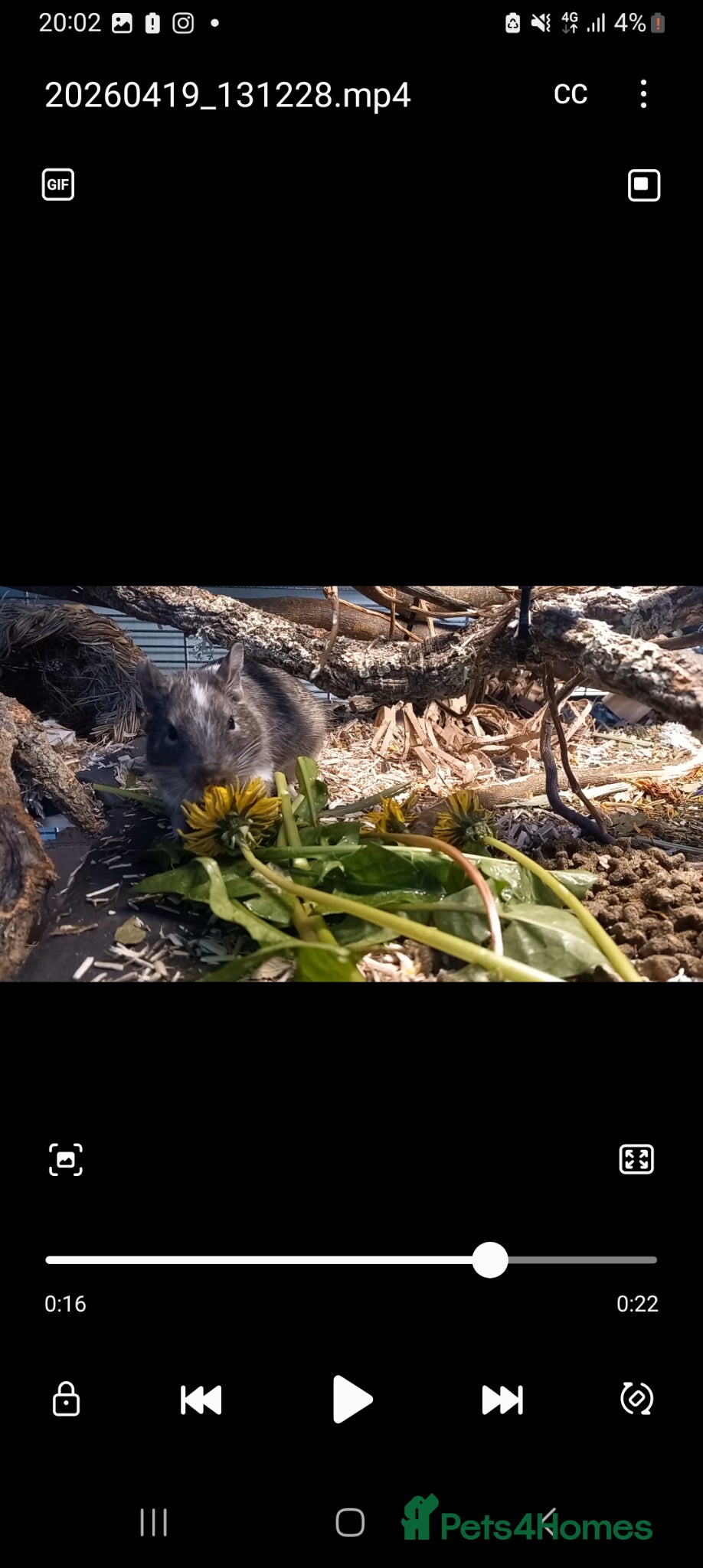 Degus rodents Degu pair + cage - Advert 5