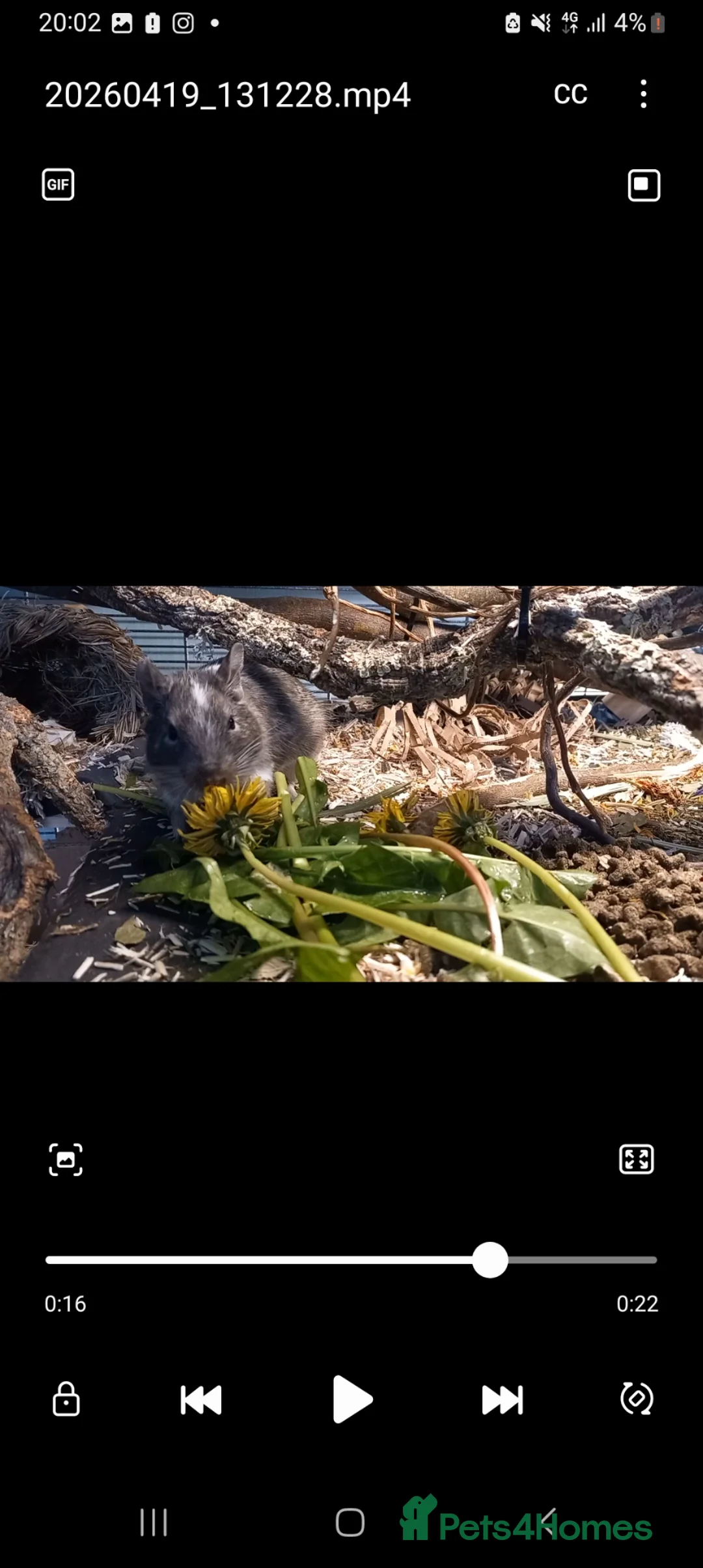 Degus rodents for sale: Degu pair + cage in Penzance - Advert 1