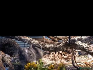 Degus rodents Degu pair + cage - Advert 5