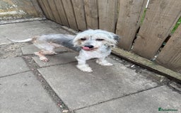 Chinese Crested dogs for sale: Need a new sofa to sleep on  - Image 3