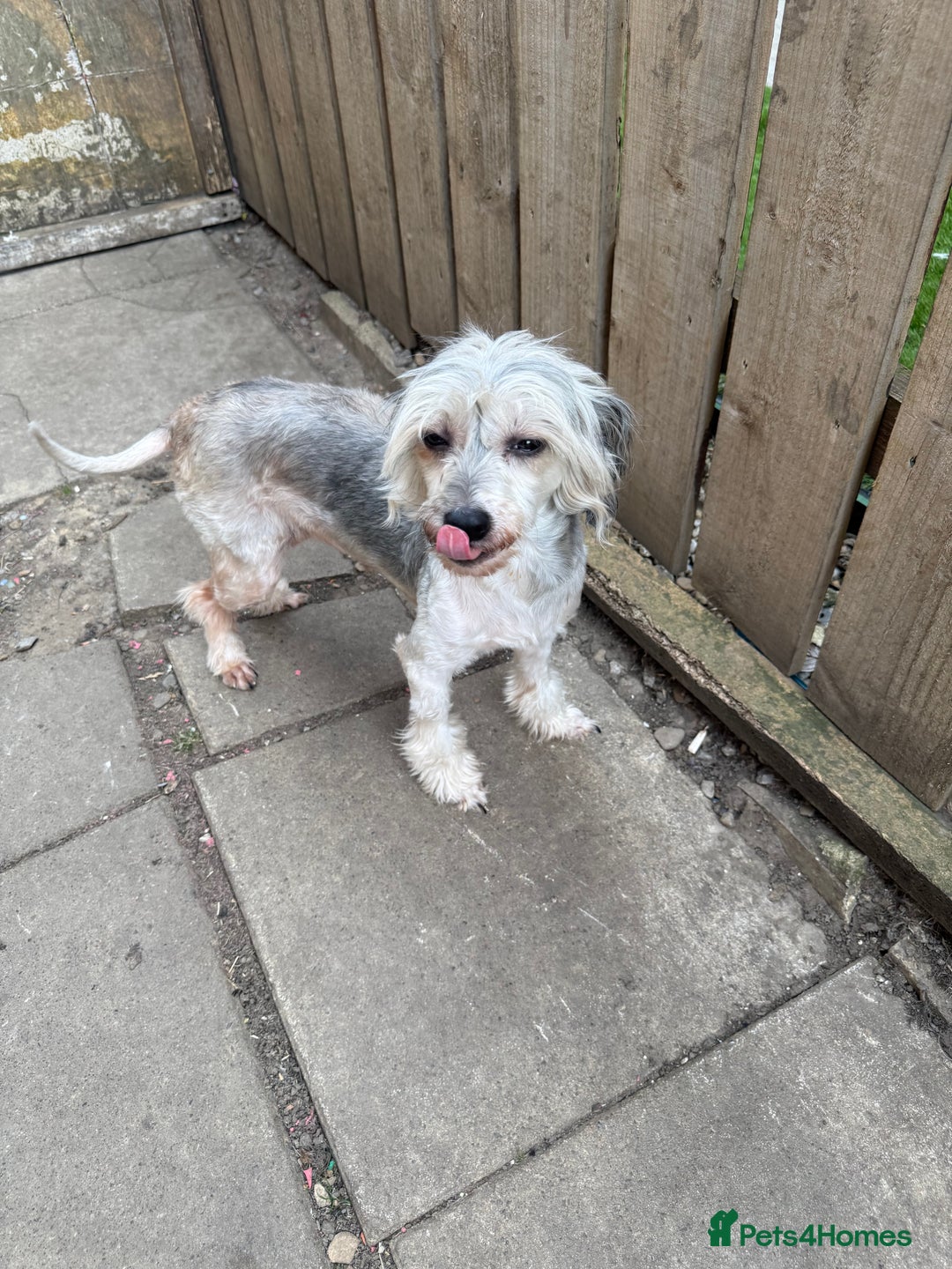 Chinese Crested dogs for sale: Need a new sofa to sleep on  - Image 3
