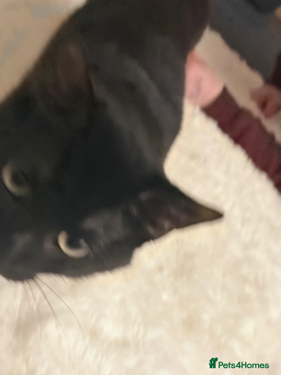 Mixed Breed cats for sale: Male cat 1.5 year old  - Advert 1