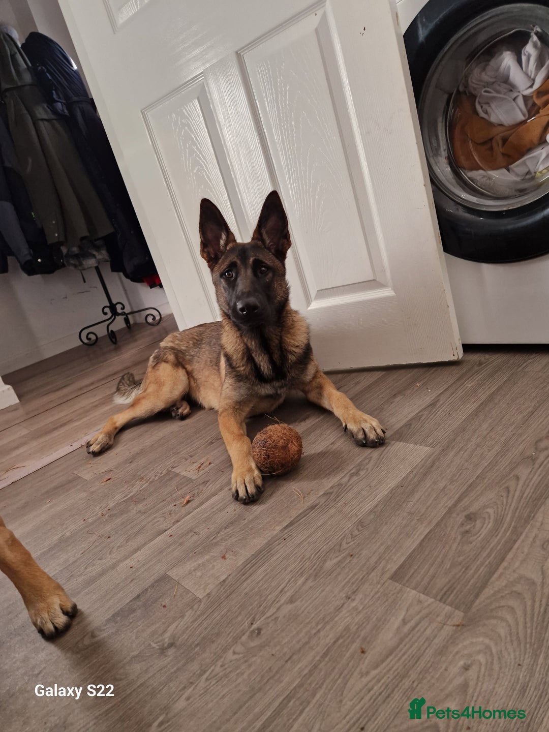 Belgian Shepherd Dog dogs for sale: Sisters  - Advert 1