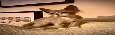 LaPerm 4