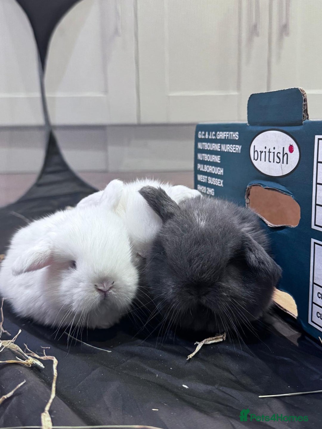 Mini Lop rabbits for sale: 8 beautiful lops  - Image 1