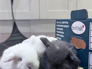 Mini Lop rabbits for sale - Advert 1