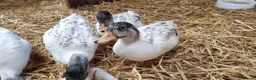 Ducks poultry for sale: Silver Call duckling trio - Advert 2