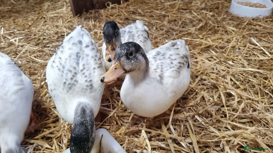 Ducks poultry for sale: Silver Call duckling trio - Advert 2