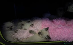 Ragdoll cats for sale: Loving Ragdoll Kittens  - Image 22