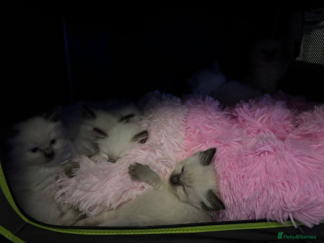 Ragdoll cats for sale: Loving Ragdoll Kittens  - Image 22